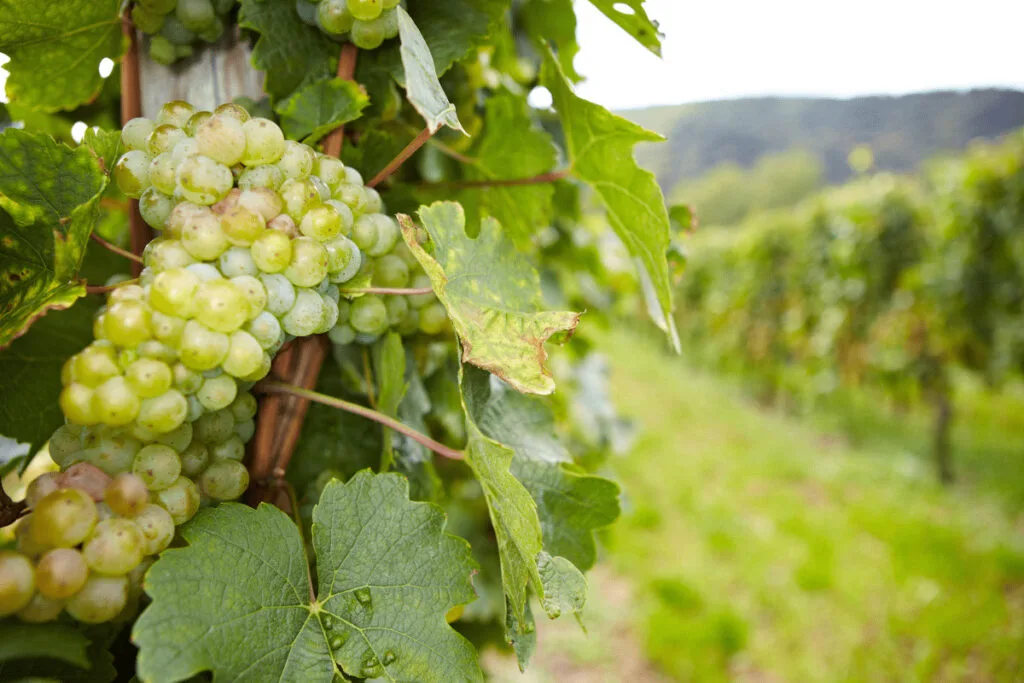 Gewurztraminer vs Riesling: Key Differences Guide 5 riesling grape characteristics close up
