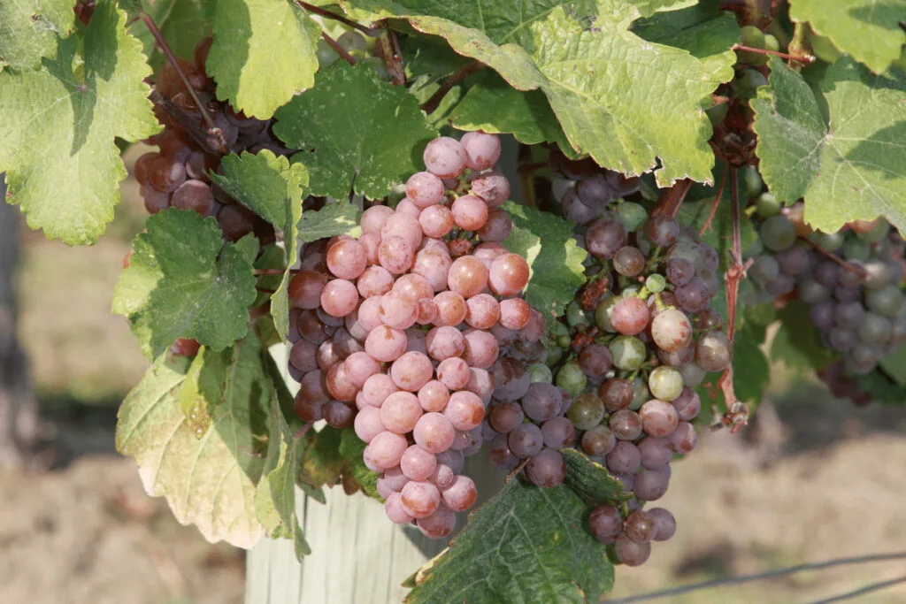 Gewurztraminer vs Riesling: Key Differences Guide 4 gewurztraminer grape characteristics and vine