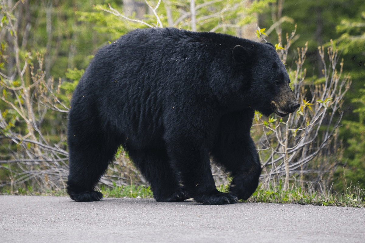 where to see wildlife in banff