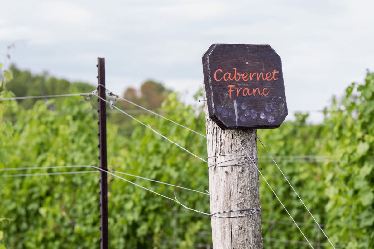 Red Wine Guide: Malbec Wine vs Cabernet Sauvignon 2 malbec wine vs cabernet sauvignon grape varieties comparison
