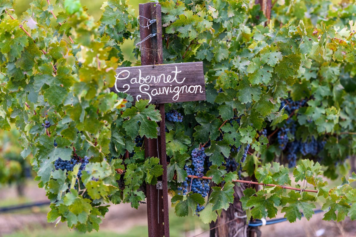 Red Wine Guide: Malbec Wine vs Cabernet Sauvignon 4 malbec vs cabernet sauvignon tasting notes
