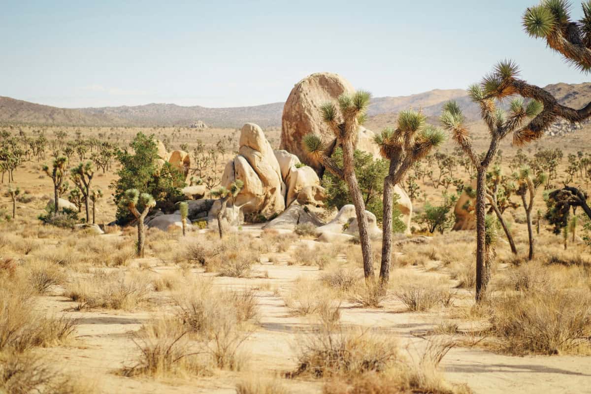 Desert Escape: Best Luxury Hotels in Joshua Tree