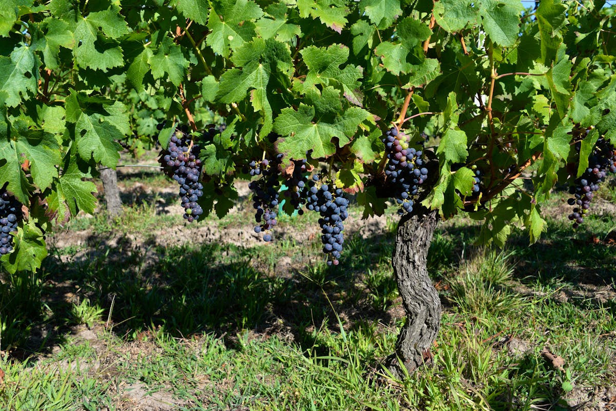 Day trips from Bordeaux France - wine region vineyard landscape with rolling hills and chateaux
