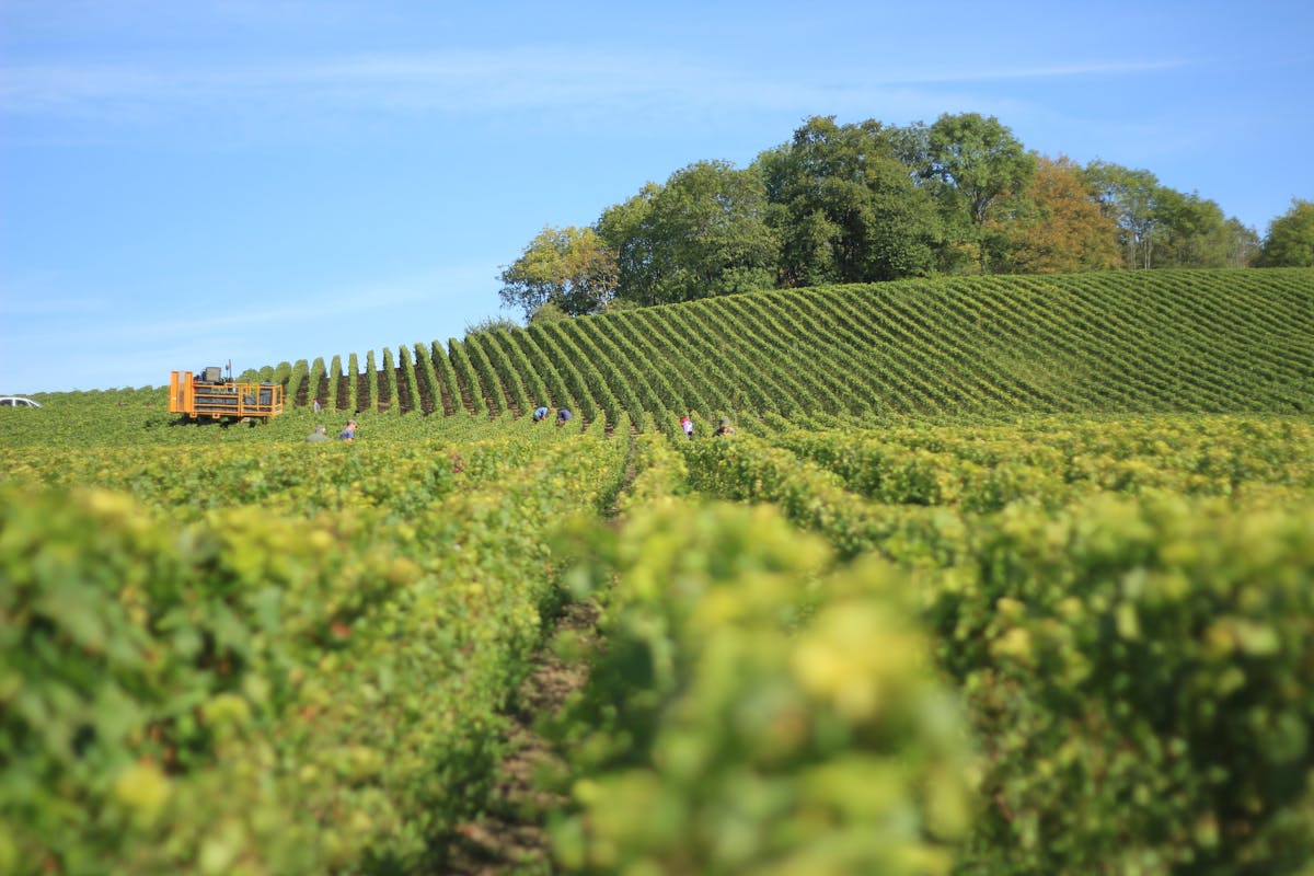 Bordeaux wine country scenic route showing picturesque vineyards and traditional French countryside