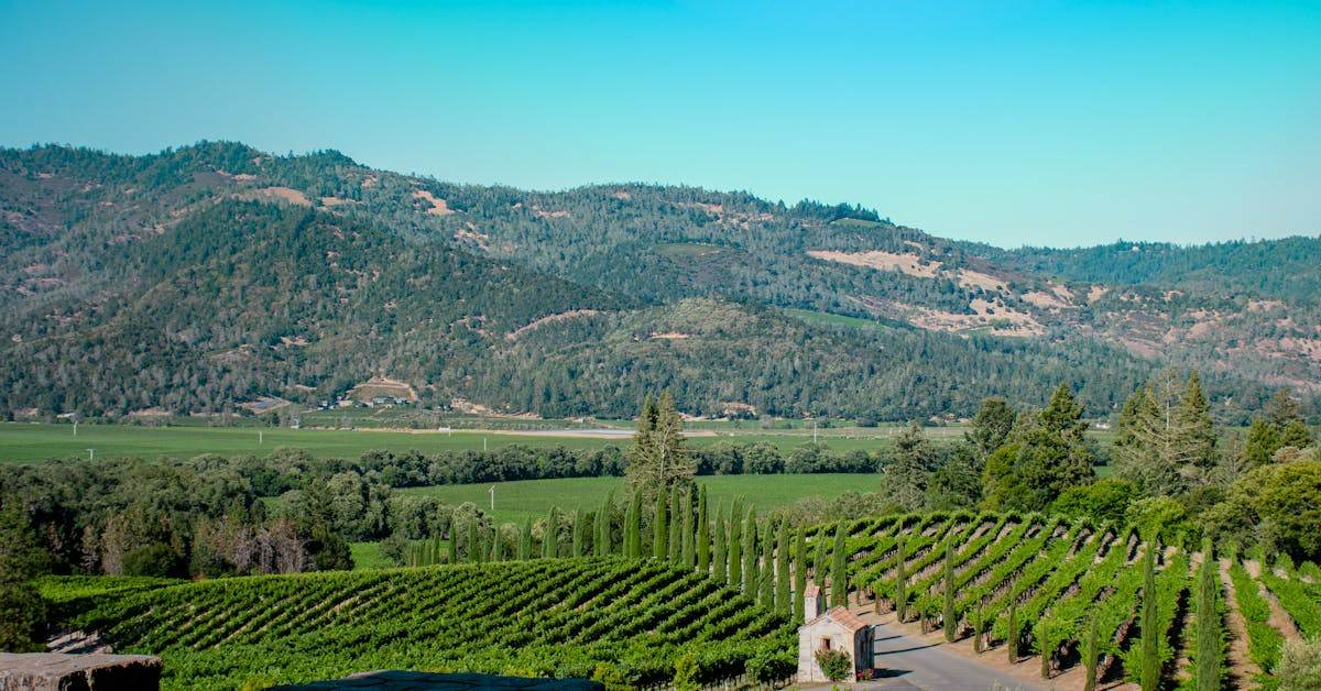 vineyard rows scenic colorado wine country grand valley