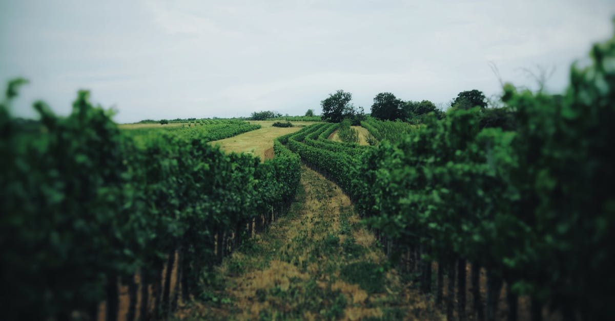 palisade wineries colorado wine country guide