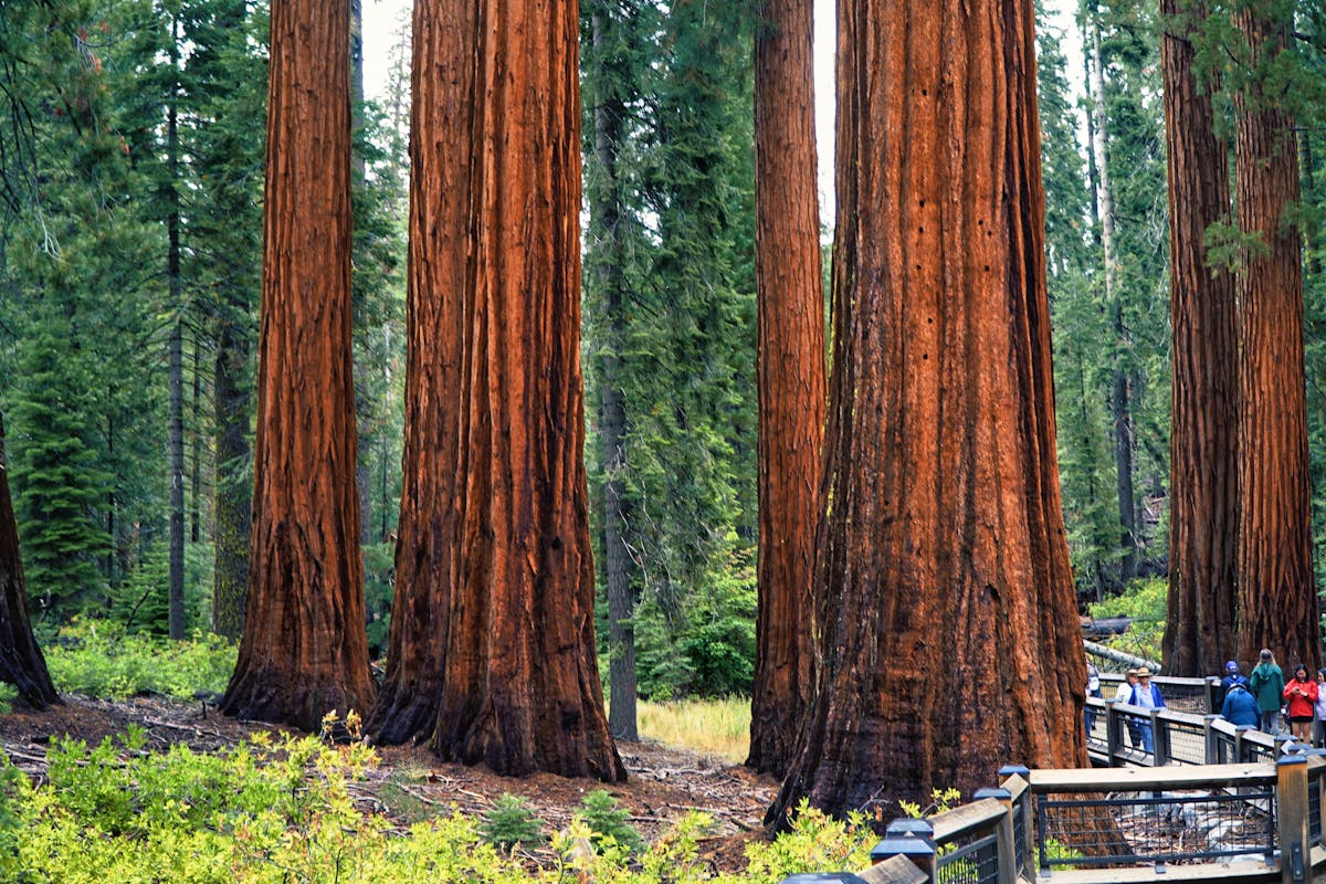 Zipline Sequoia National Park: Thrill Ride Among Giants 1 Towering sequoias stand tall in Sequoia National Park, California, USA.