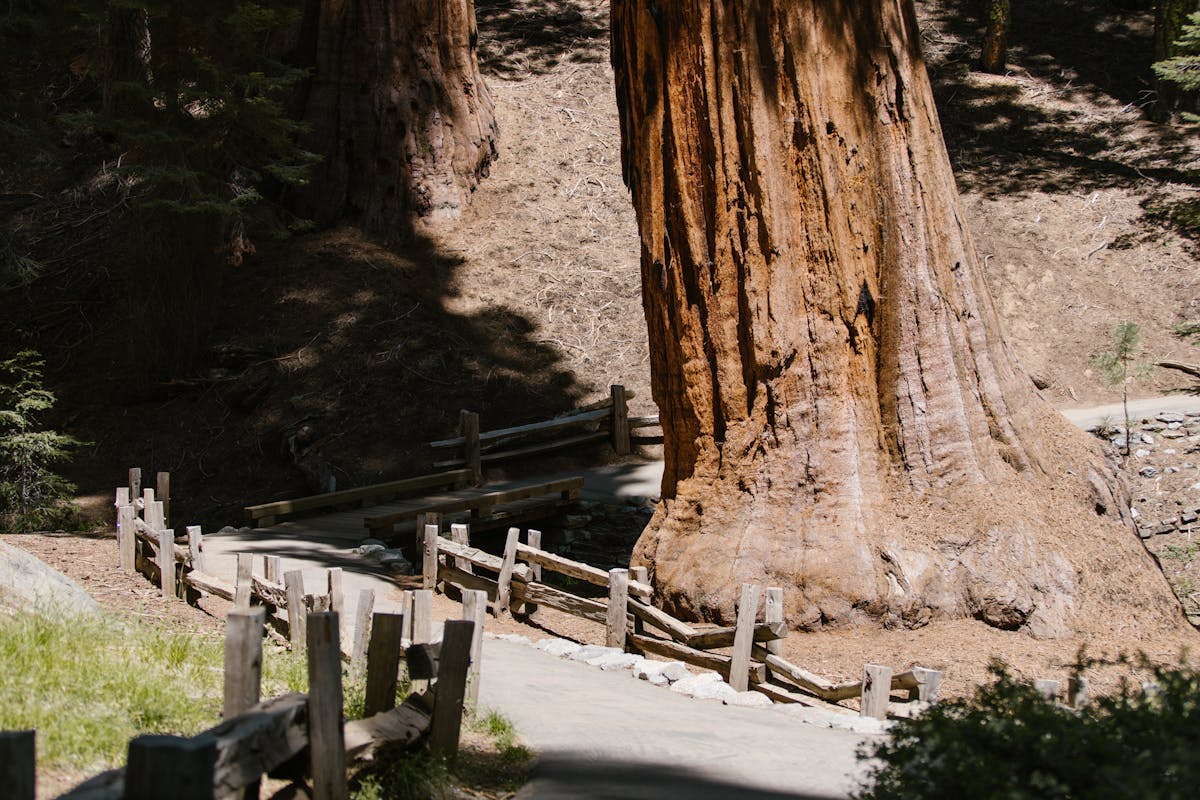 Zipline Sequoia National Park: Thrill Ride Among Giants 2 Discover the grandeur of a towering sequoia tree along a scenic forest pathway in Sequoia National Park.