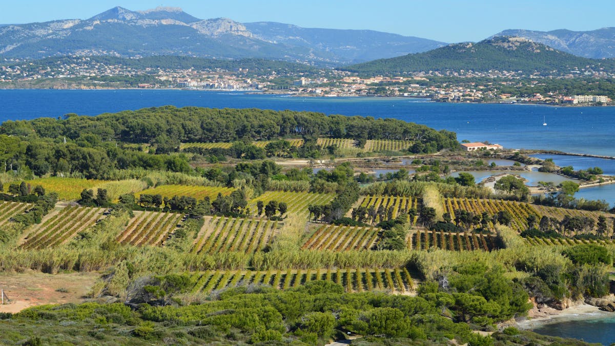 A beautiful vineyard landscape near the ocean with a coastal town and mountains in the background.