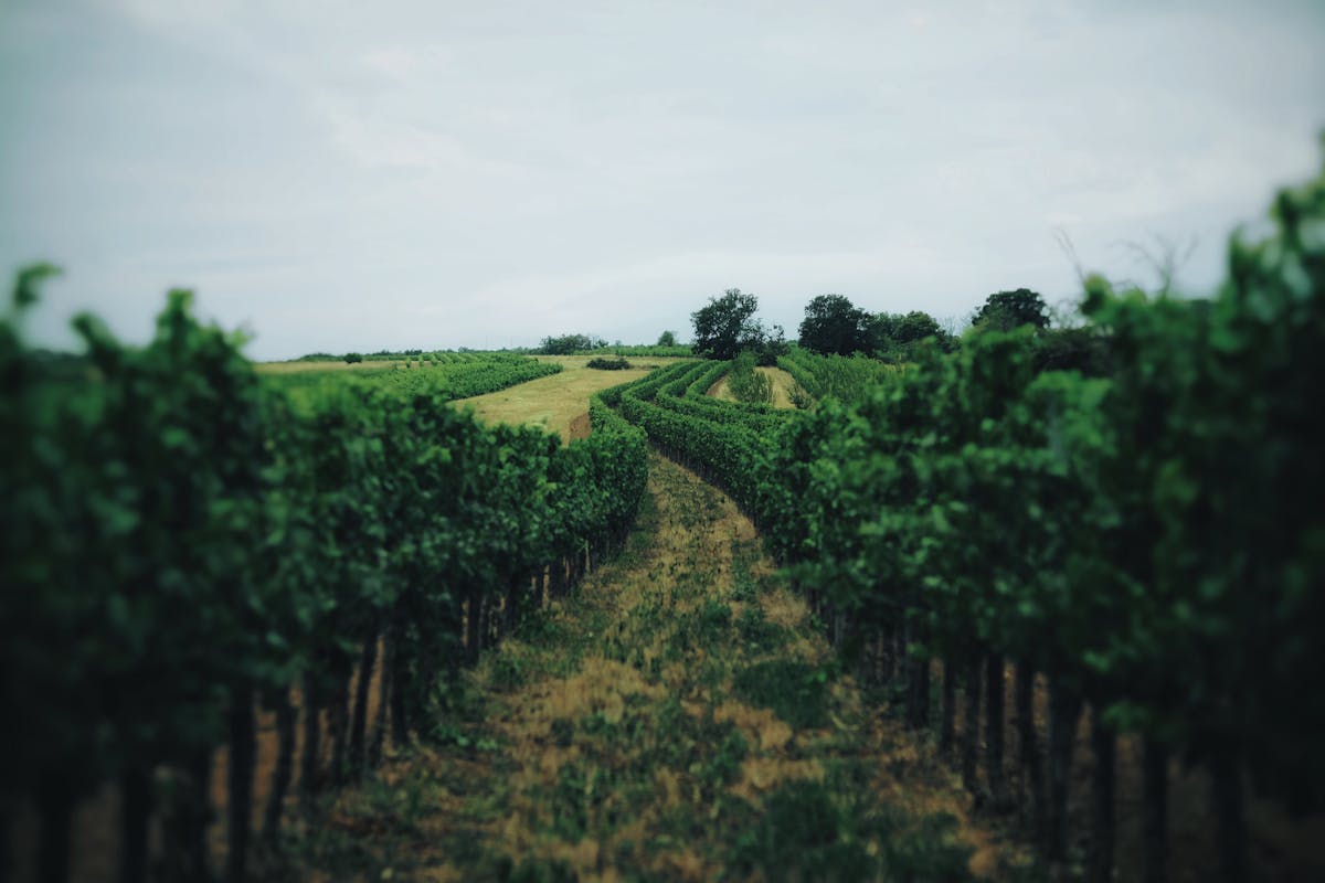 A tranquil vineyard scene showcasing lush green grapevines stretching into the distance under a cloudy sky.
