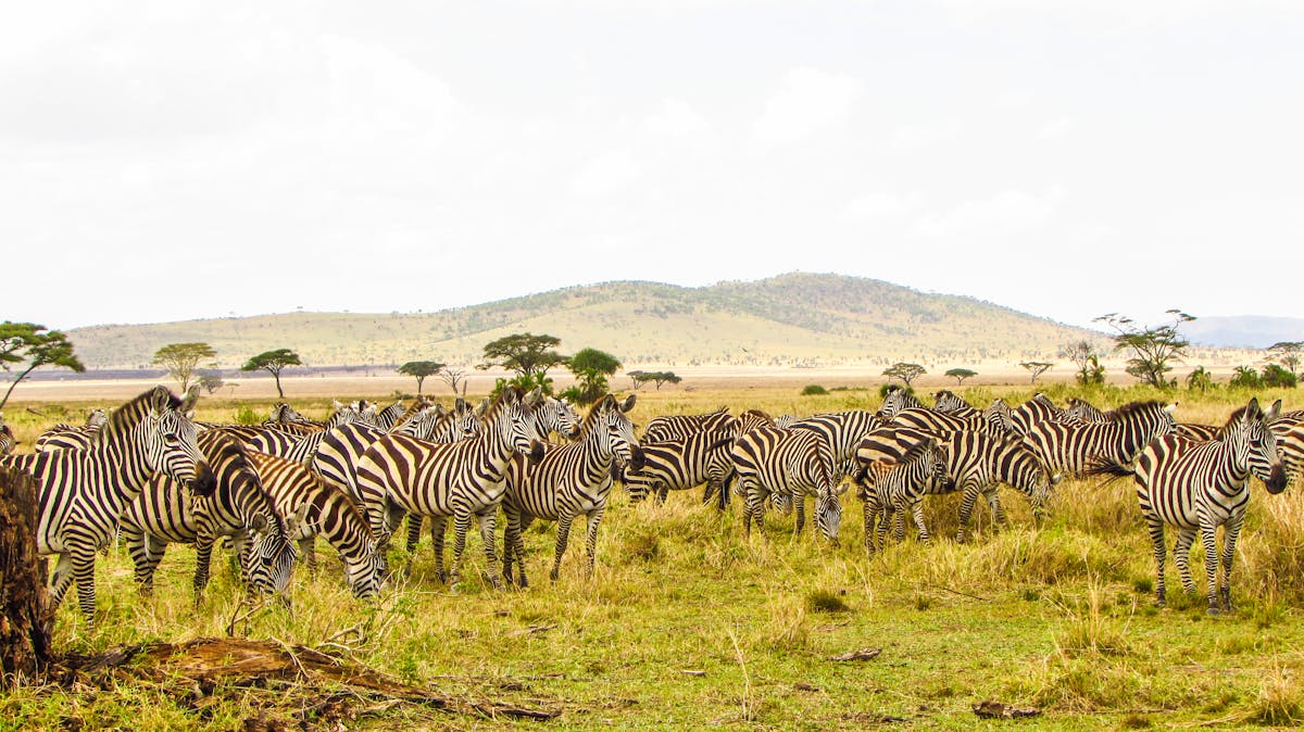 Country Home to Serengeti National Park: It's Tanzania 1 A herd of zebras grazing in the Serengeti plains of Tanzania under a bright sky.
