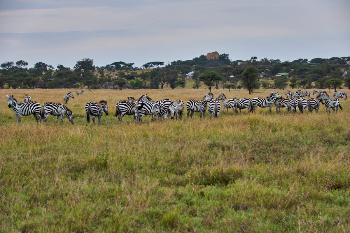 Country Home to Serengeti National Park: It's Tanzania 2 A serene scene of zebras grazing in a vast African savannah, showcasing wildlife harmony.