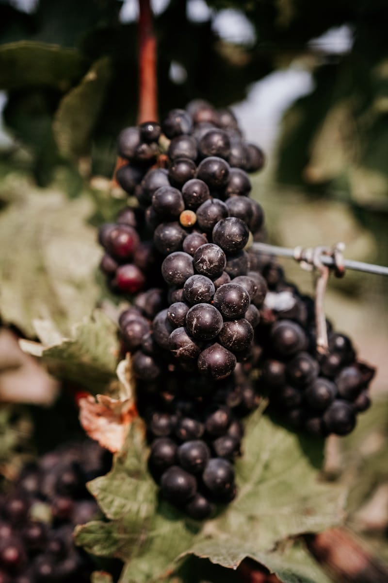 Close up of red wine grape varieties growing on the vine