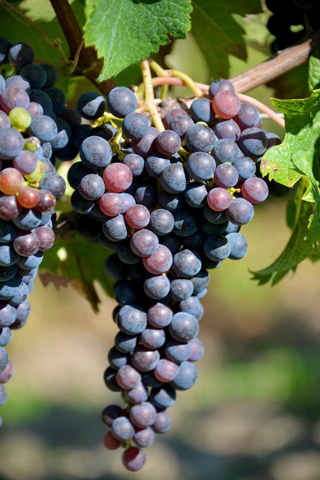 Types of red wine grapes growing on the vine in a French vineyard