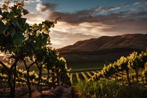 somerset wineries california vineyard at sunset with rolling hills