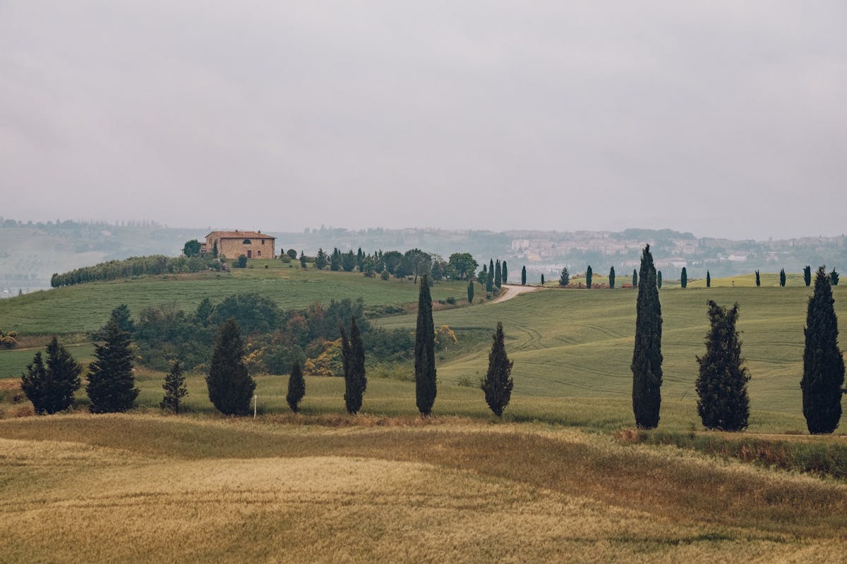 Tuscany day trips from Rome - rolling hills with cypress trees and vineyard scenery