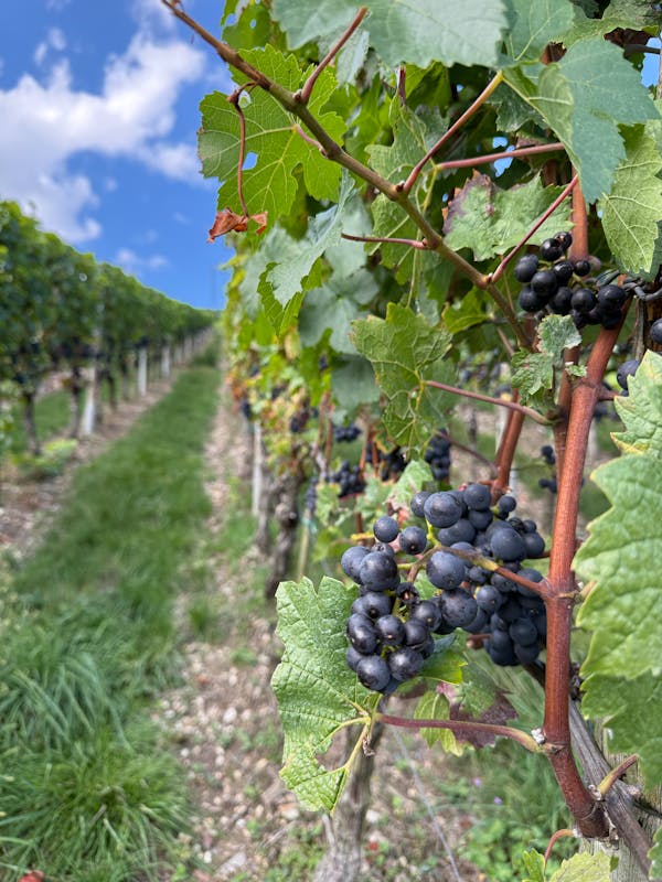 Vineyard harvest grapes ripening in German countryside rows