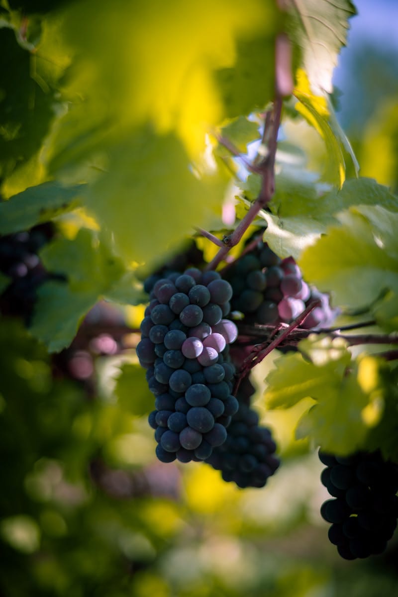Wine grape varieties sunlit and ready for harvest in vineyard