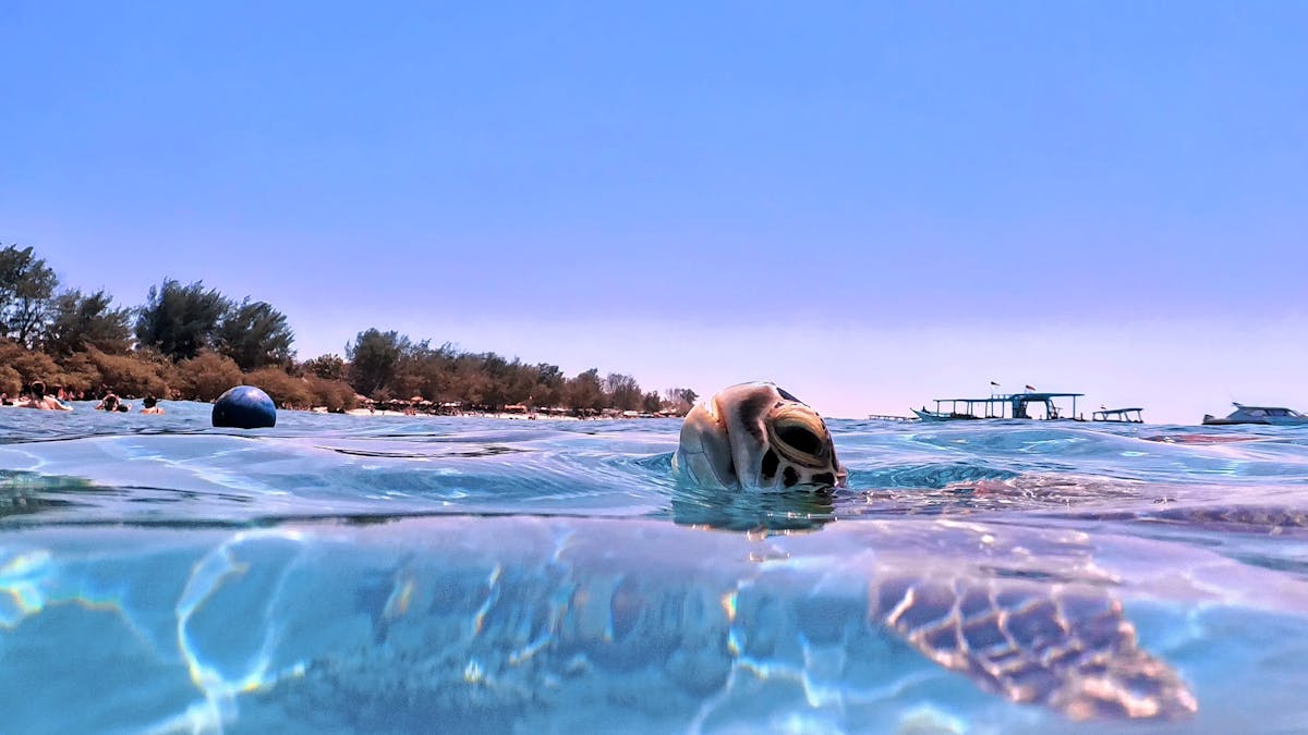 Zanzibar Swimming with Turtles: An Unforgettable Experience 2 Swimming with sea turtles in Zanzibar crystal clear tropical ocean waters