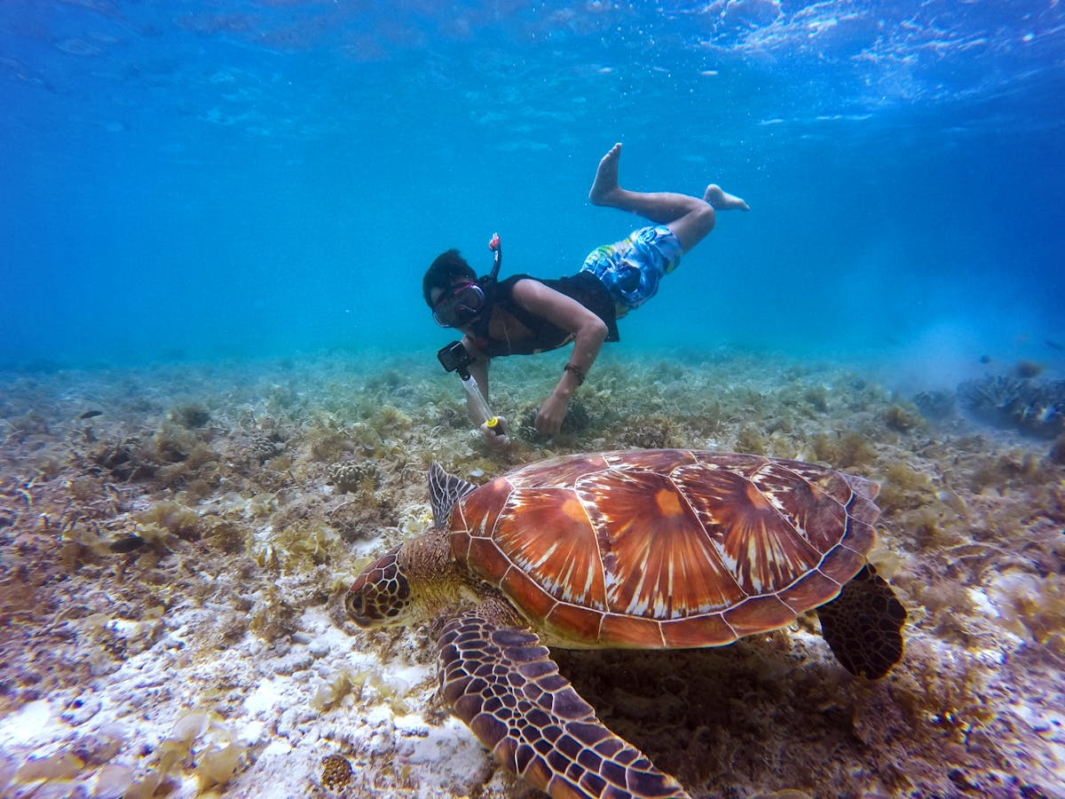 Zanzibar Swimming with Turtles: An Unforgettable Experience 4 Snorkeling experience encountering sea turtle in Zanzibar Indian Ocean reef