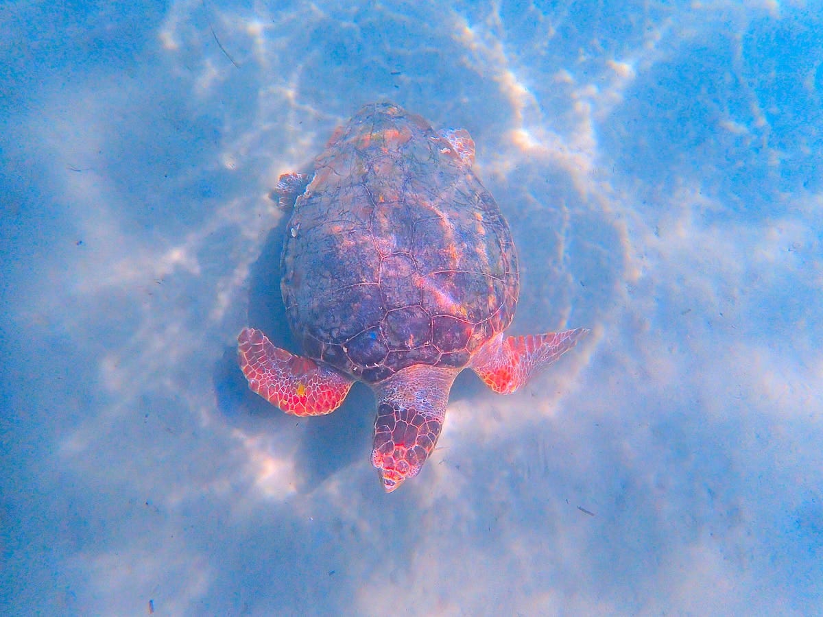 Zanzibar Swimming with Turtles: An Unforgettable Experience 1 Zanzibar Swimming with Turtles: An Unforgettable Experience - overview and guide