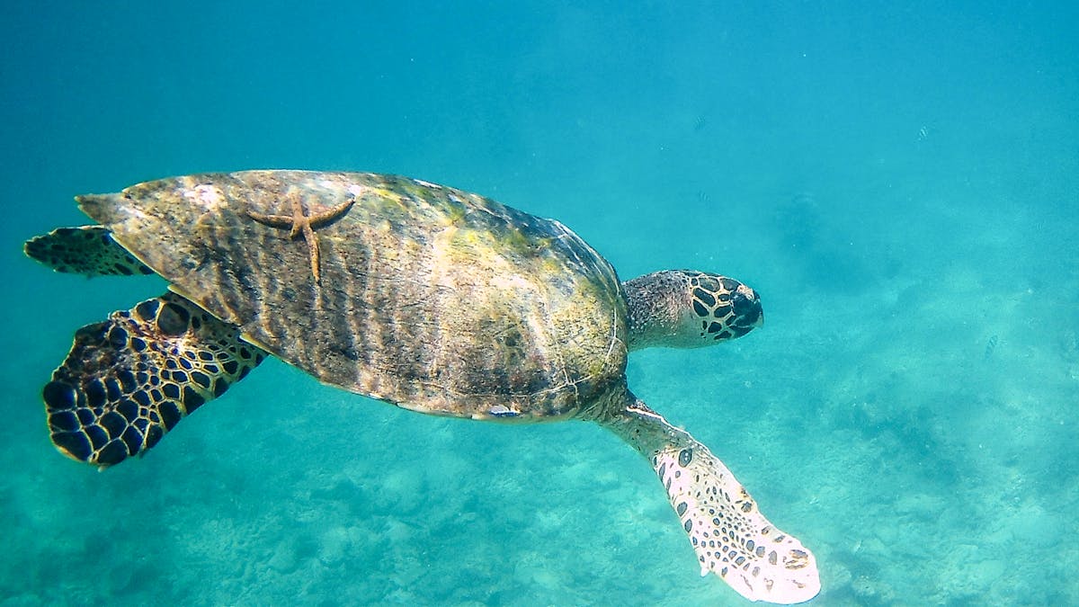 Zanzibar Swimming with Turtles: An Unforgettable Experience 3 zanzibar turtle swimming professional approach and techniques