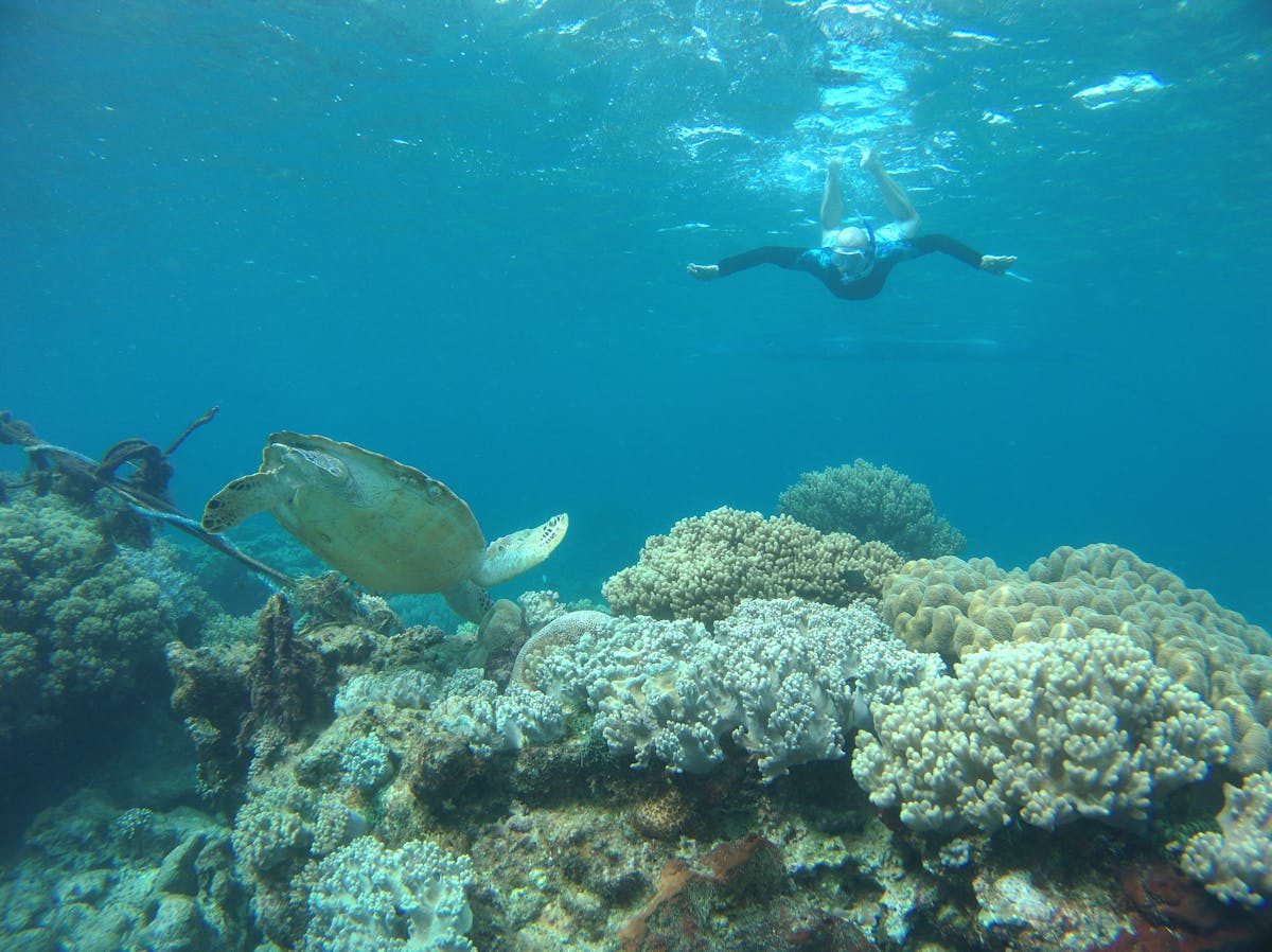 Zanzibar Swimming with Turtles: An Unforgettable Experience 5 turtle swimming ocean results and what to expect