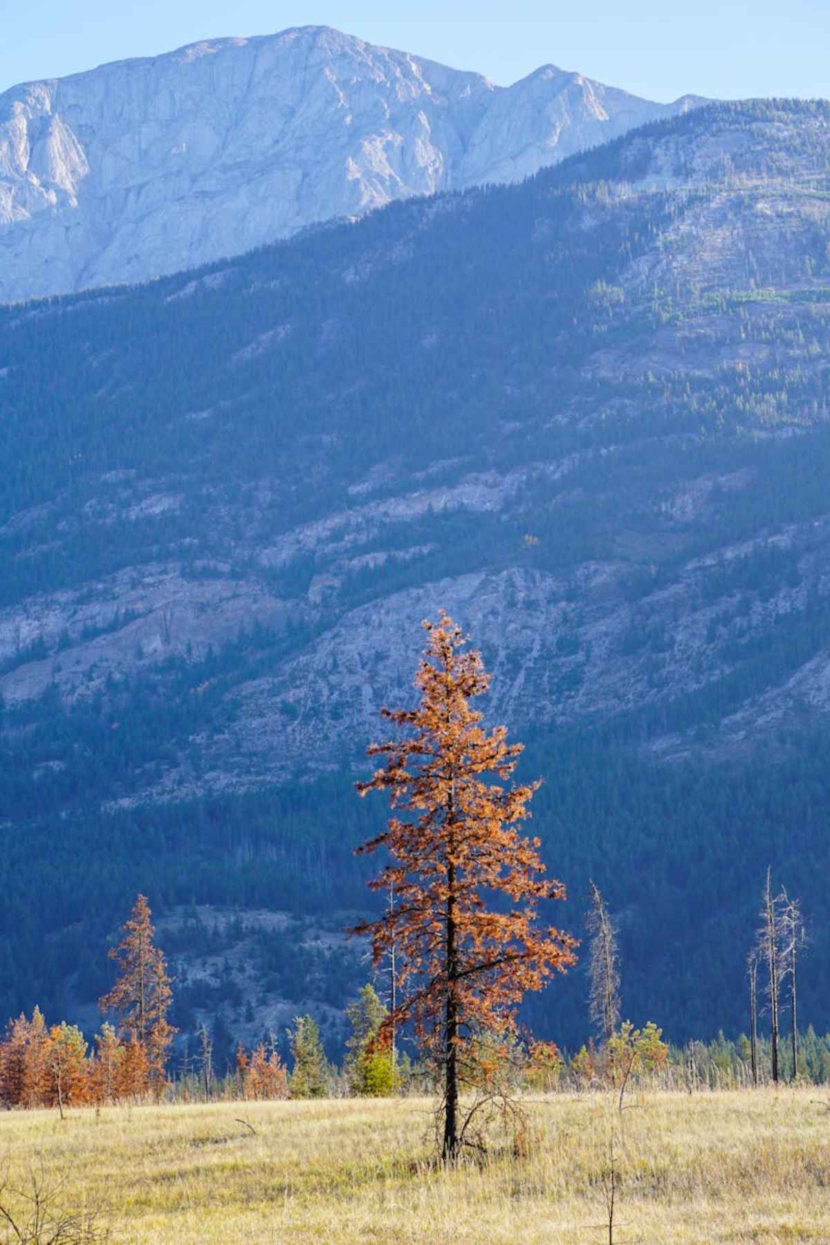 Lone tree colorful foliage Jasper National Park mountain backdrop Canada