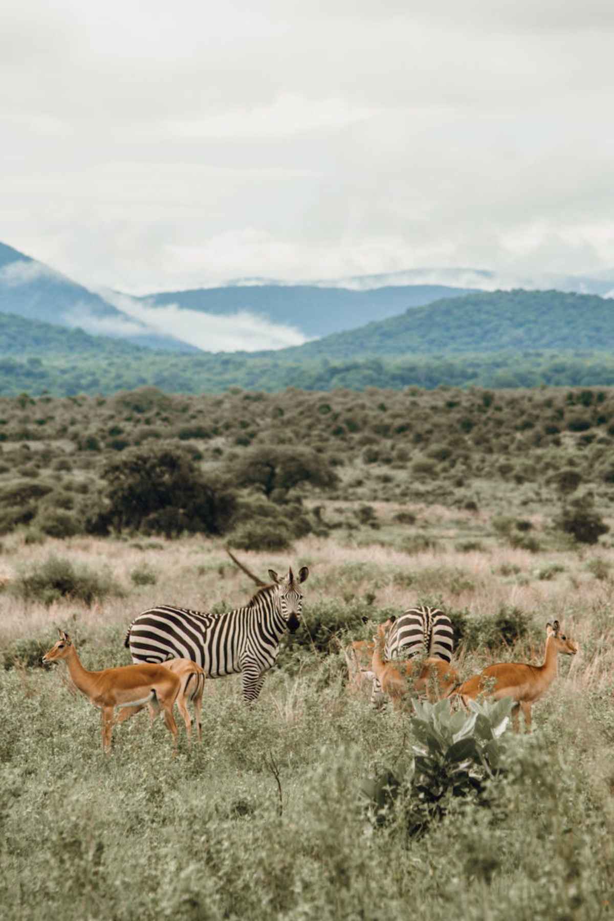 Best Places to Travel for Single Black Females: Explore with Confidence and Fun 4 Zebras and antelopes on savanna Africa wildlife safari