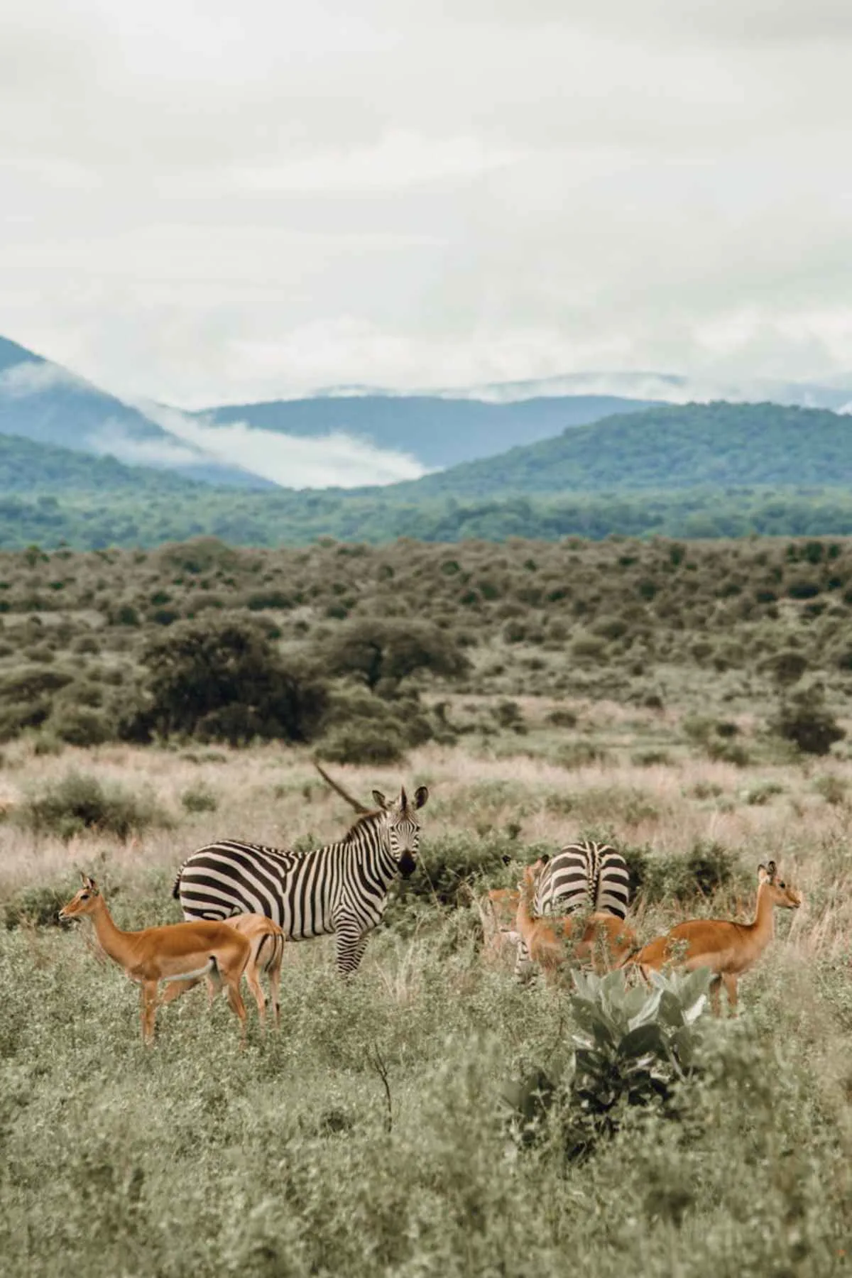 Zebras and antelopes on savanna Africa wildlife safari