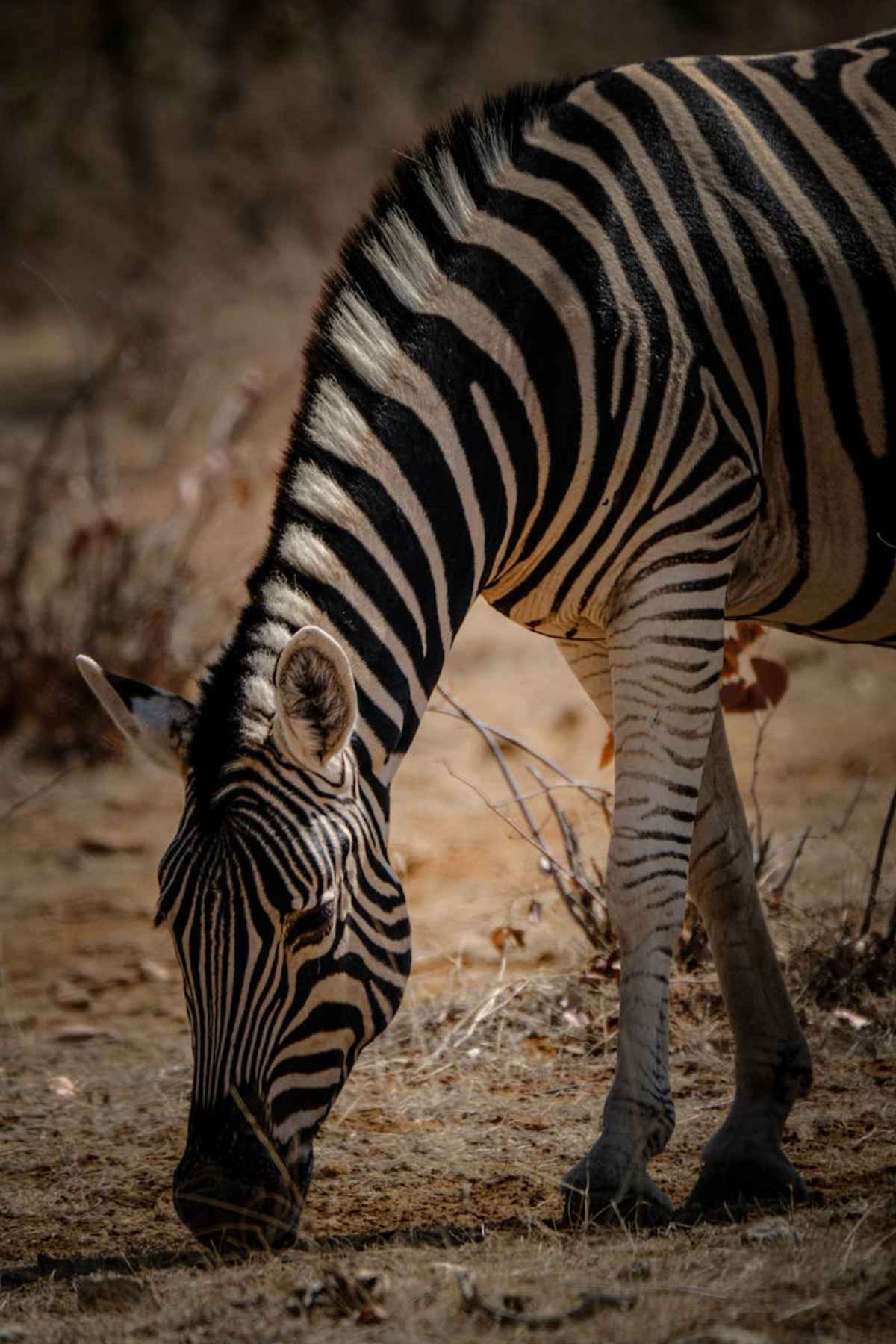 Zebra grazing on the African savannah sunlight wildlife safari