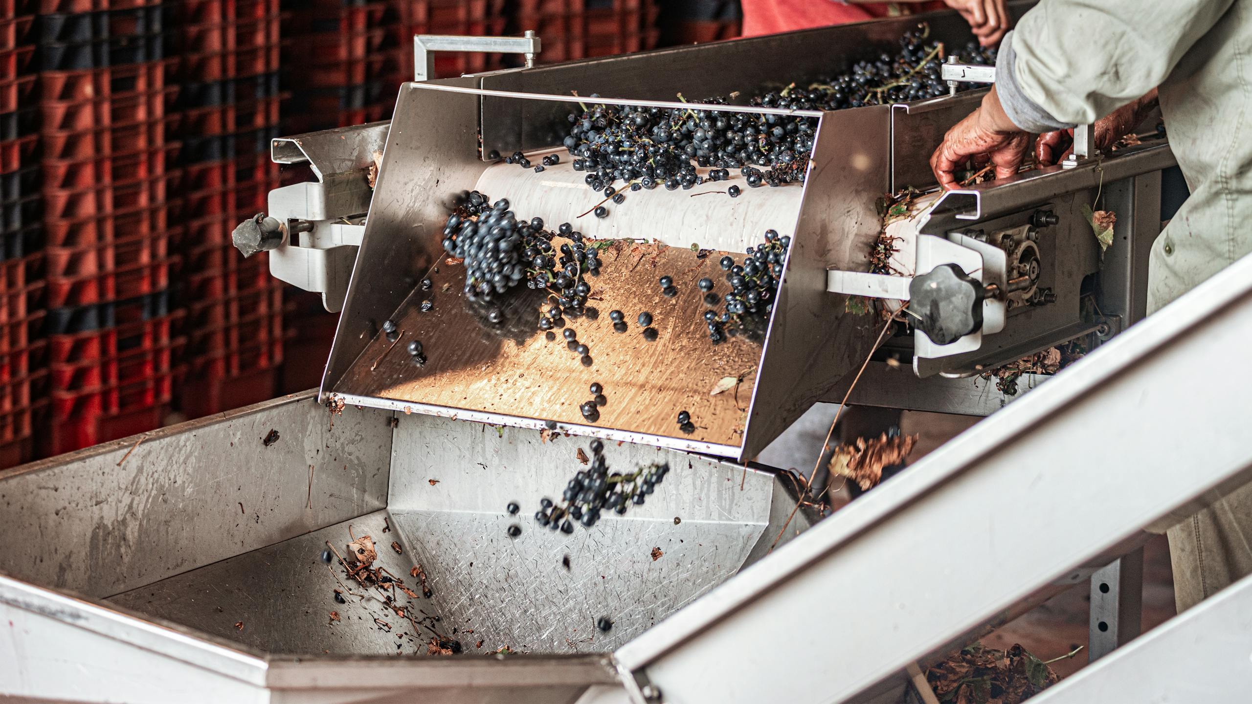 Close-up of grapes being processed in a wine production facility, with hands at work.