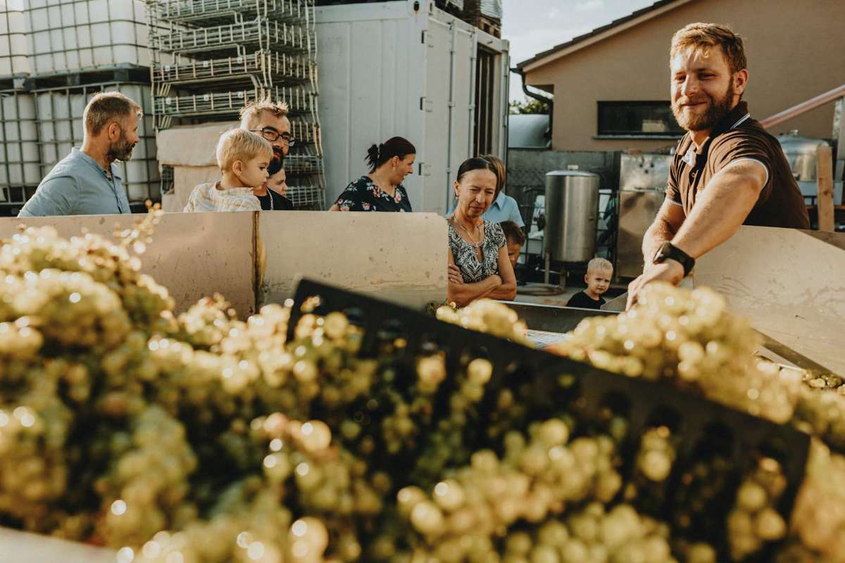 family friendly wineries kids at grape harvest Long Island
