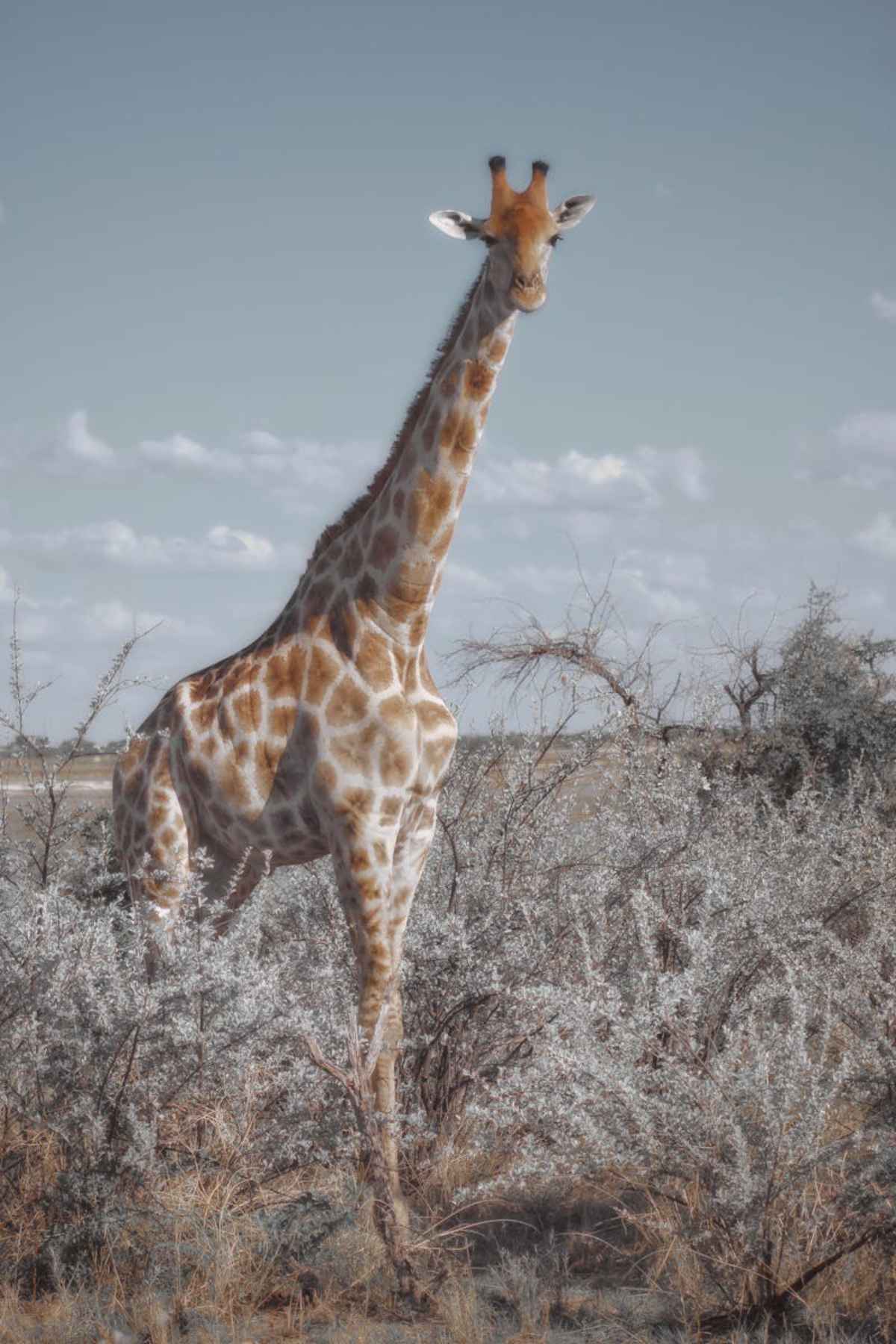 Tall giraffe amid Namibian bushland clear sky African wildlife