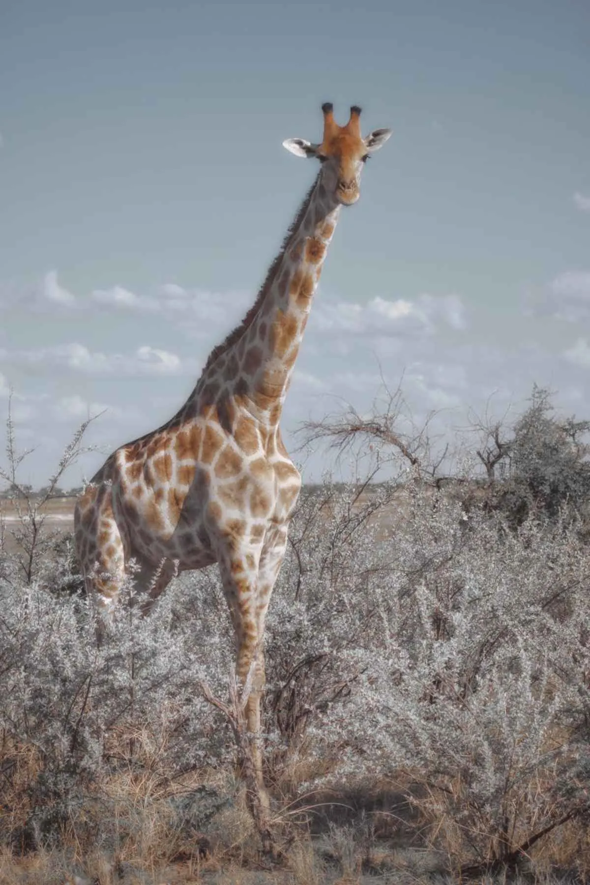 Tall giraffe amid Namibian bushland clear sky African wildlife