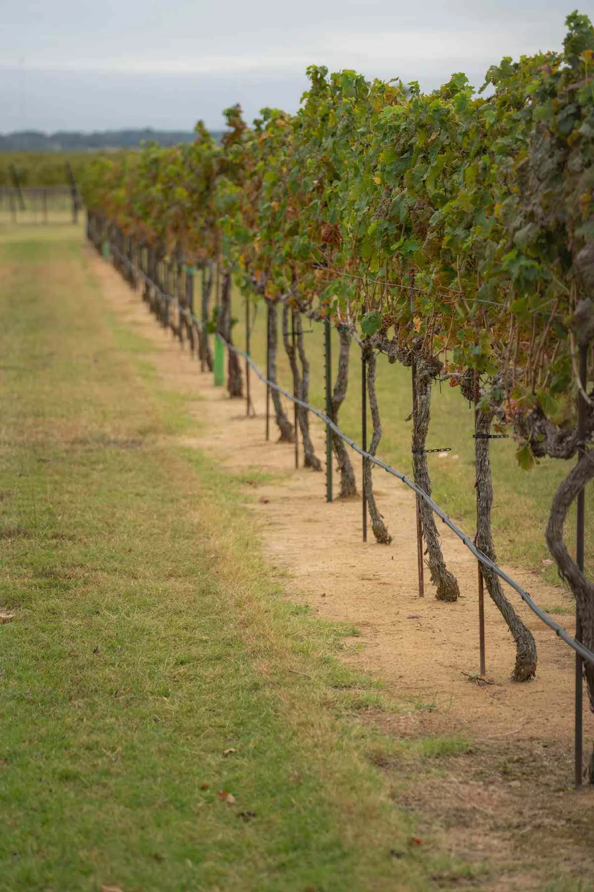 Georgetown Texas winery vineyard green grapevines in summer sunlight