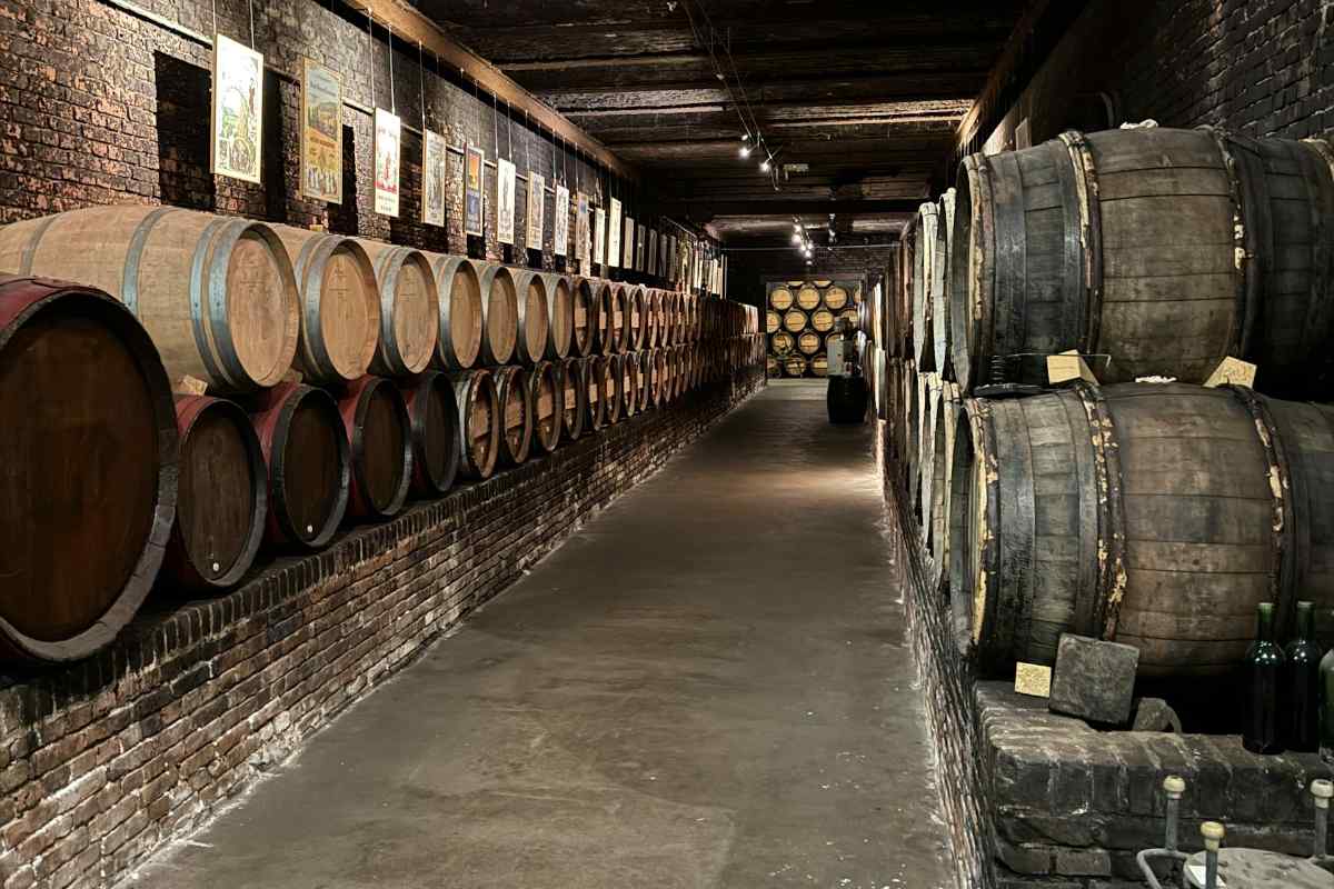 Red Wine Guide: Malbec Wine vs Cabernet Sauvignon 1 Explore a historic wine cellar filled with aging barrels. Perfect for concepts of tradition and winemaking.