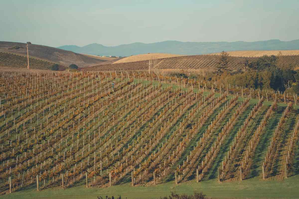Burgundy wine country vineyard showing the origin of the burgundy color and wine color