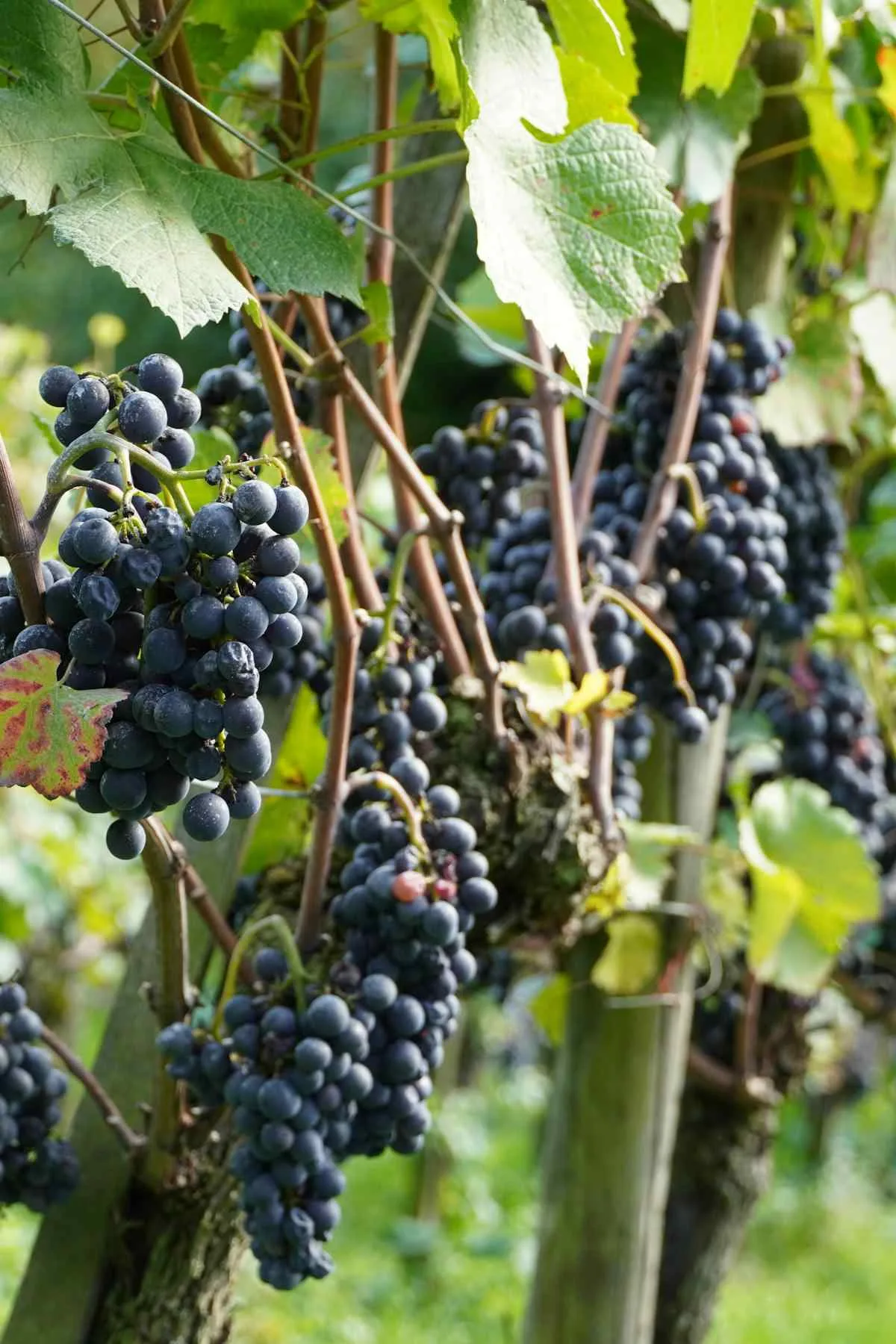 Types of Red Wine Grapes: A Complete Guide to 15 Varieties 7 Red wine grapes on vineyard featured