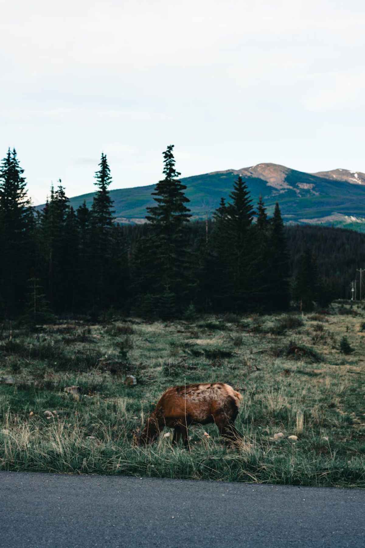 Rocky Mountain National Park ATV Adventures: Everything You Need to Know 7 Moose in Jasper Canada with stunning mountain and forest backdrop