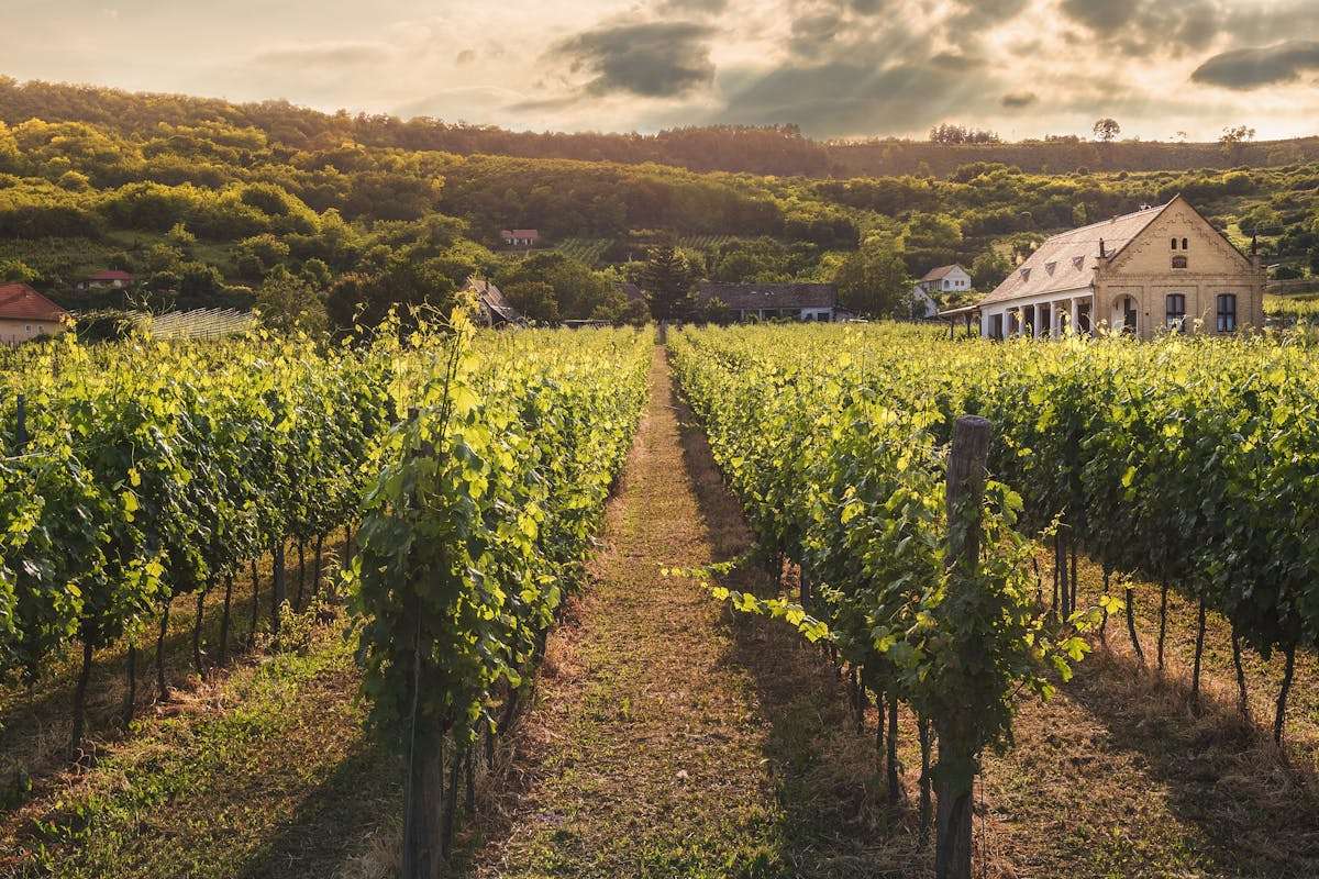North Carolina Yadkin Valley vineyard rolling hills wine country