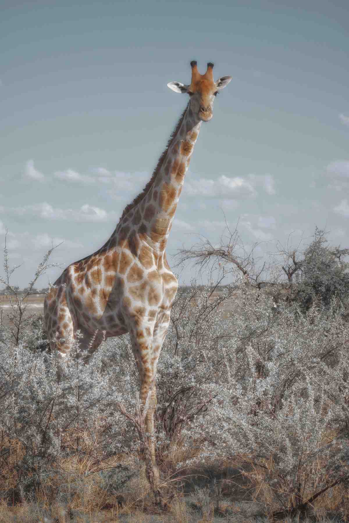 Serengeti National Park giraffe standing in African safari landscape Tanzania