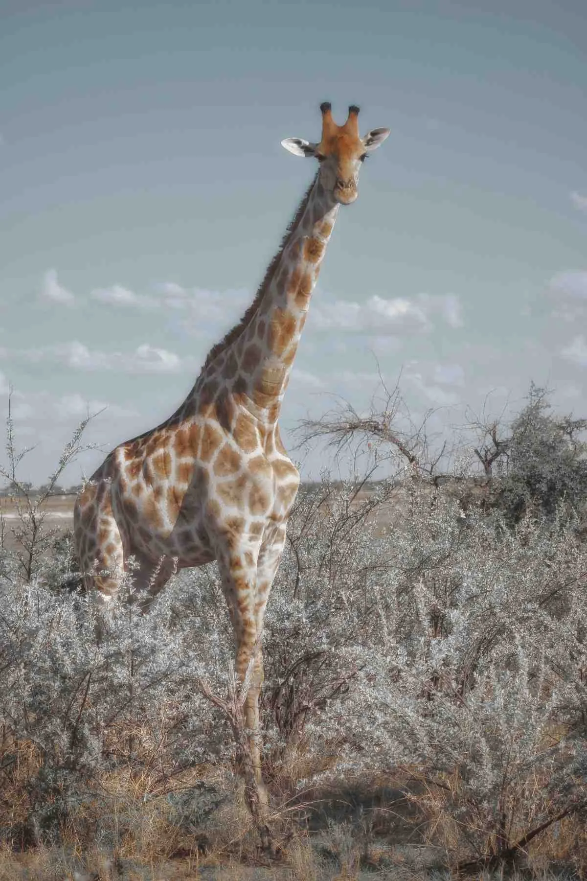 Serengeti National Park giraffe standing in African safari landscape Tanzania