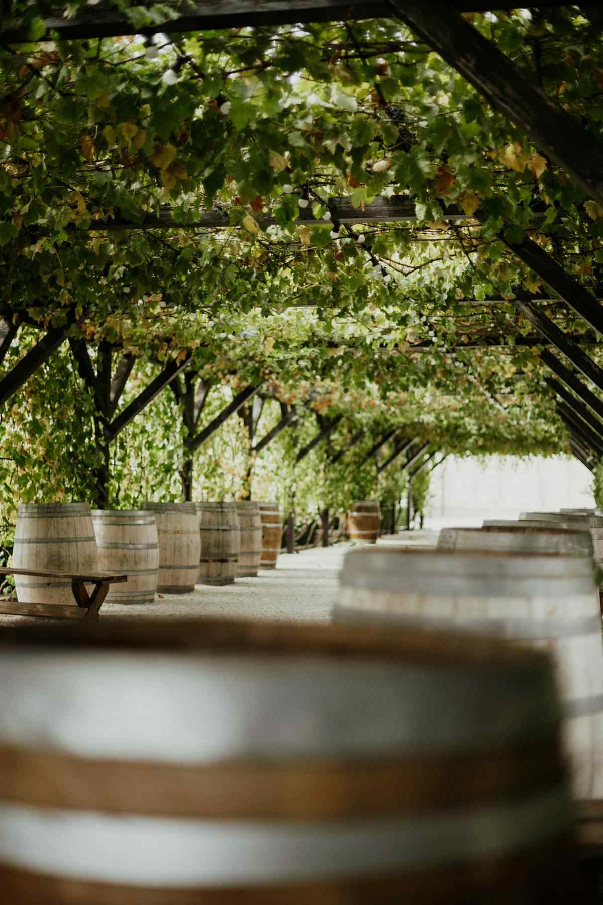 Smith Mountain Lake Wineries: 7 Best Local Vineyards for Wine Lovers
