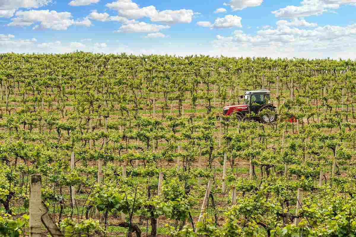 Vineyard rows at a Smith Mountain Lake winery in Virginia wine country