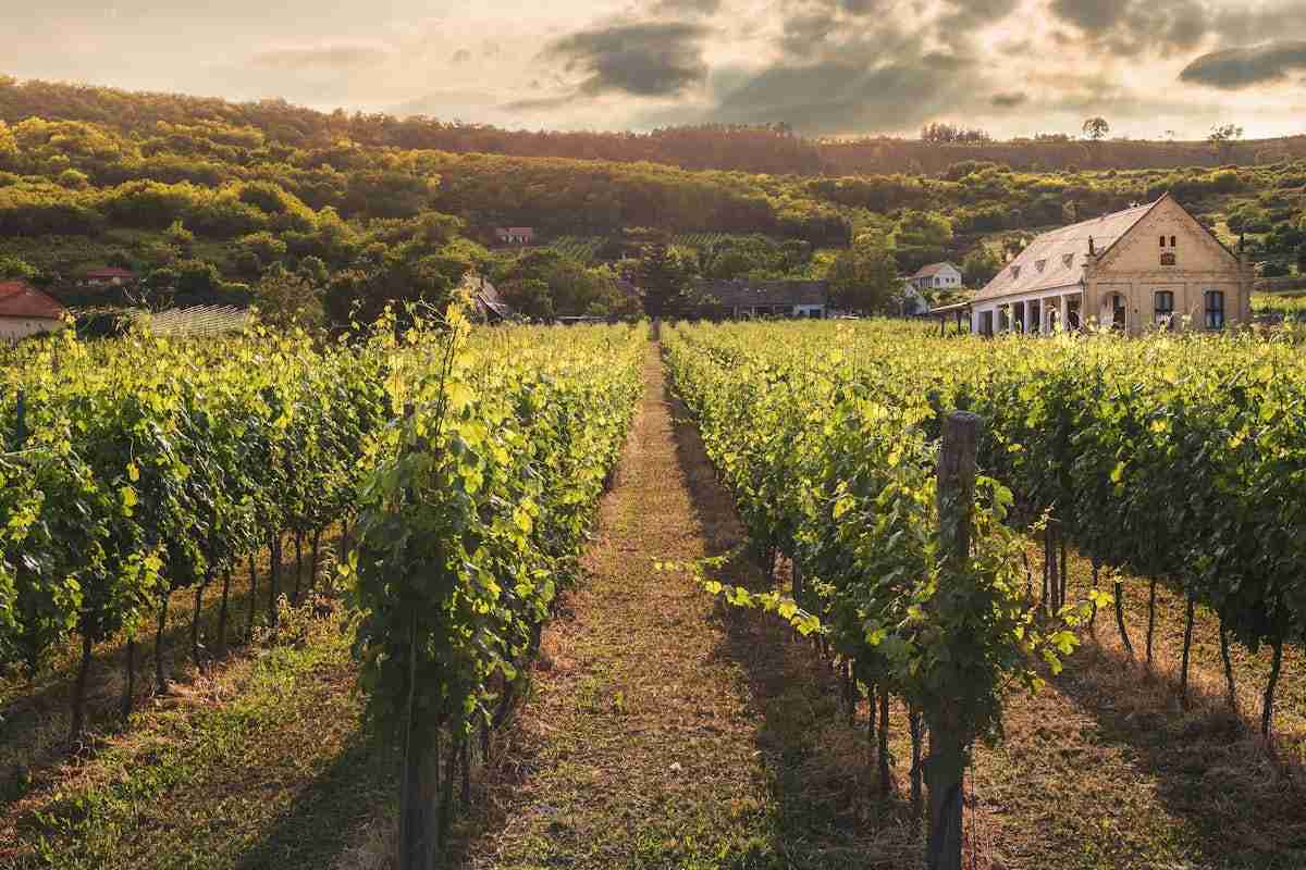 texas hill country vineyard rows near georgetown wineries texas wine trail