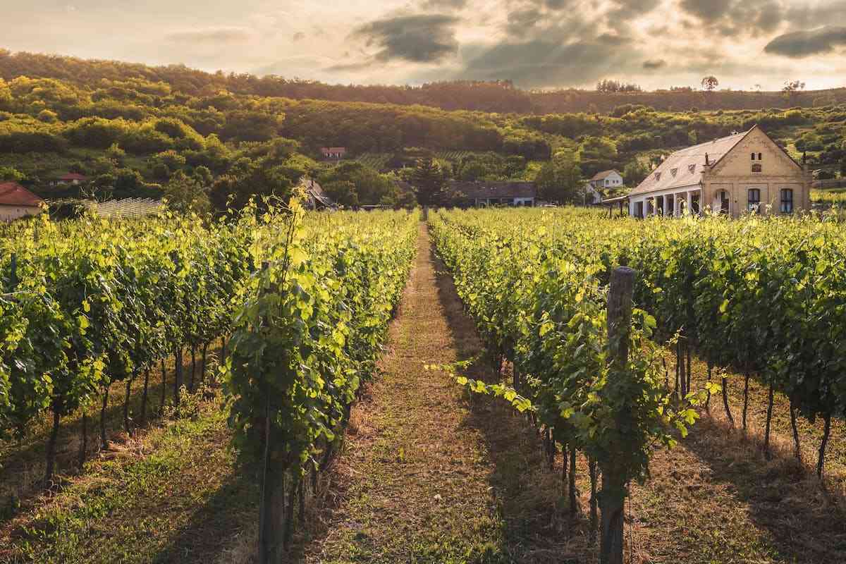 texas hill country vineyard near georgetown wineries texas wine country