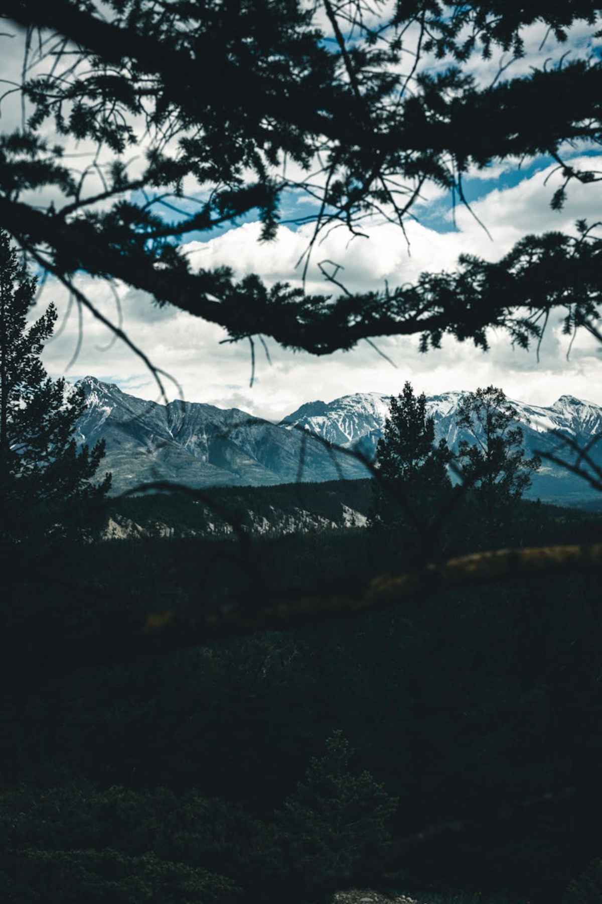Snow-capped mountains framed by evergreen trees in Banff National Park Alberta Canada