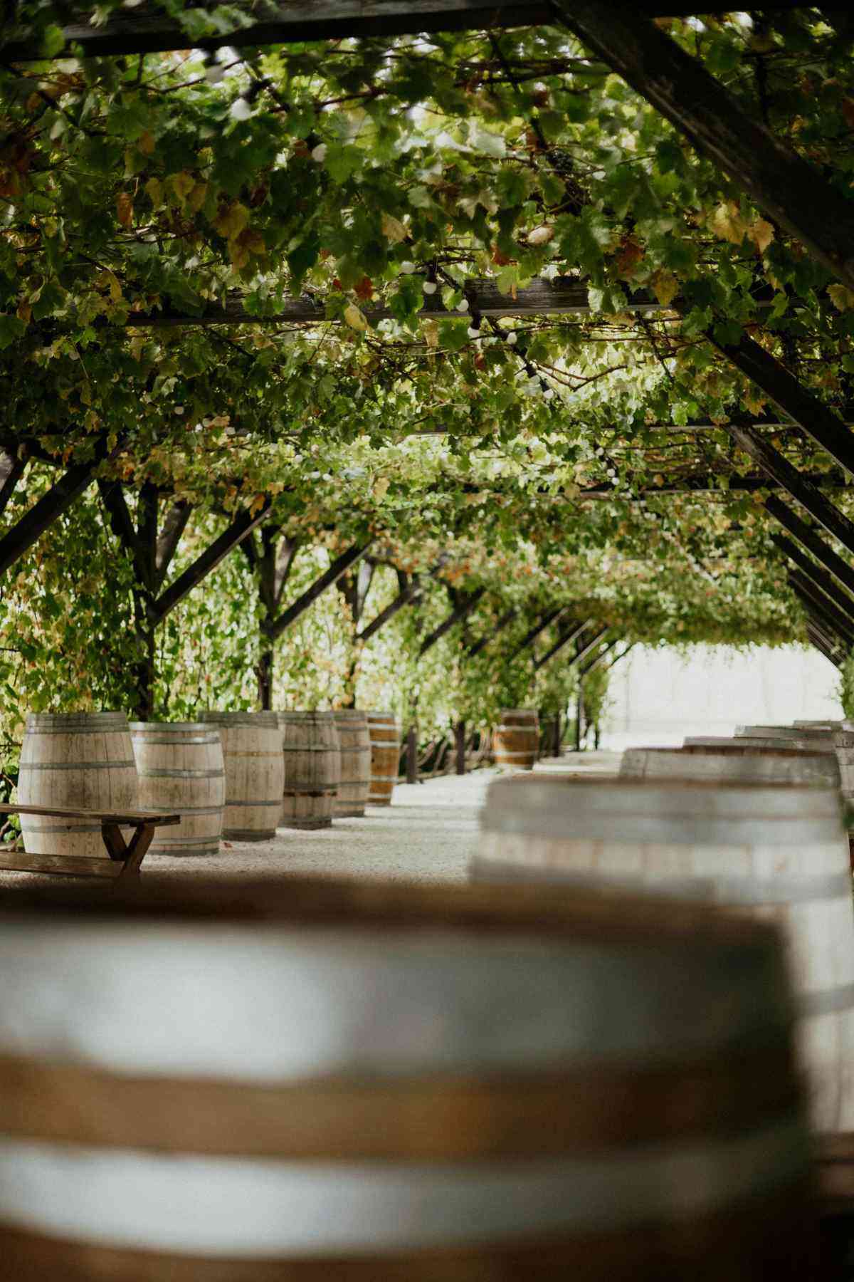 Tin City winery vineyard walkway with grapevine pergola and wine barrels
