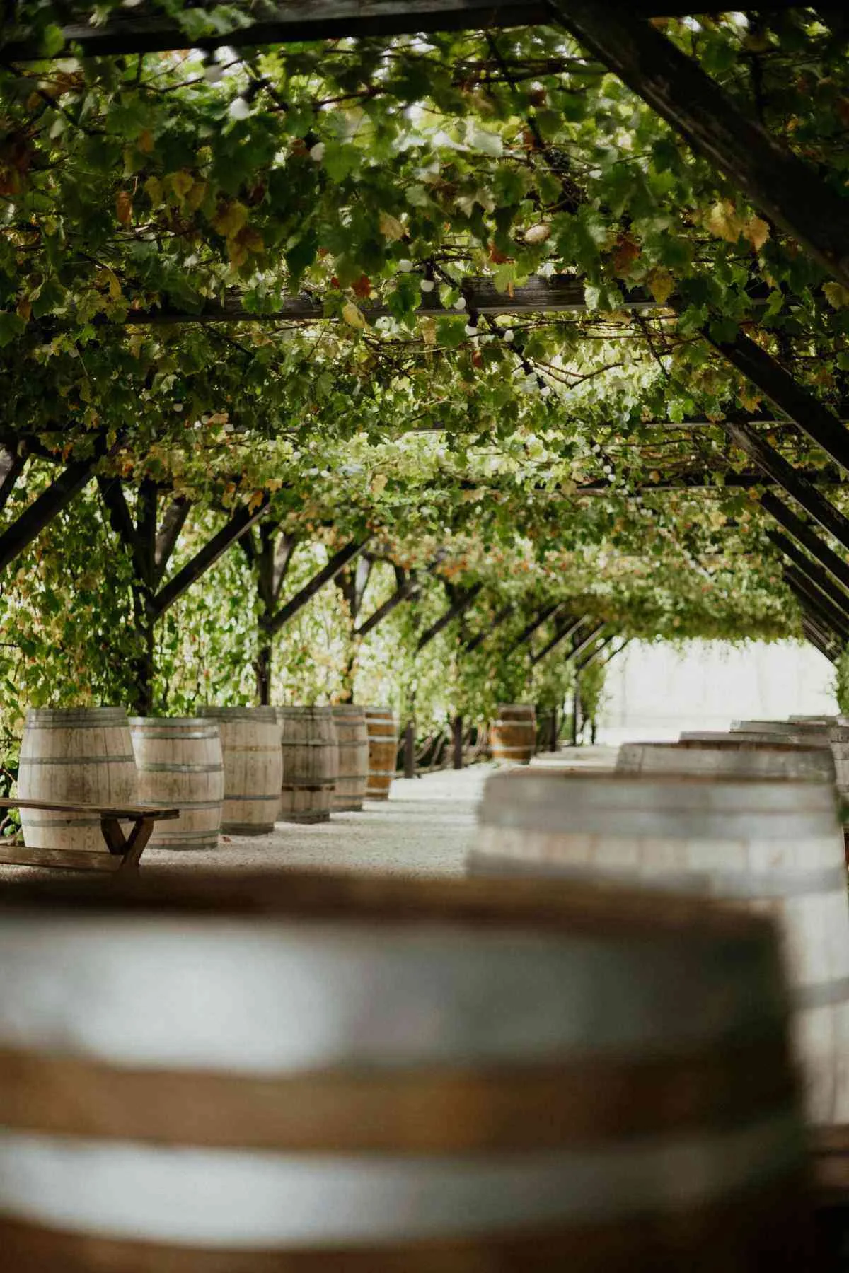 Tin City winery vineyard walkway with grapevine pergola and wine barrels